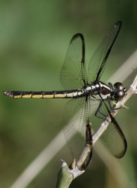 Bar-winged Skimmer